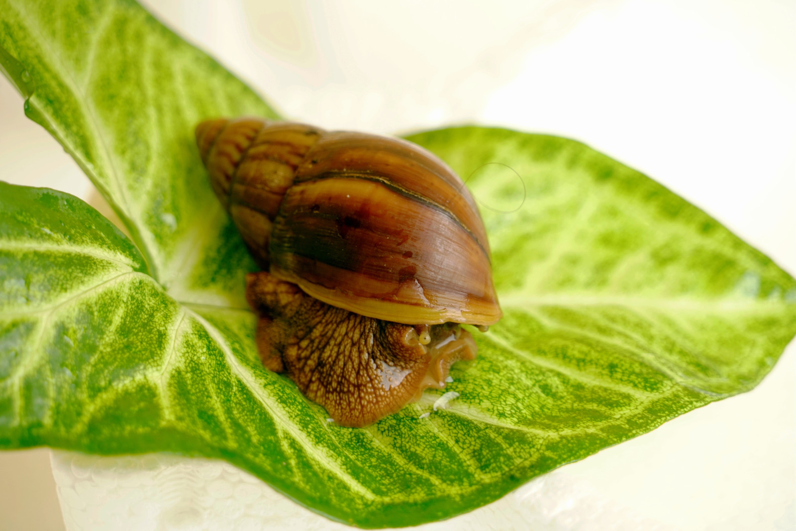 科学网—白玉蜗牛还是非洲大蜗牛？ - 徐长庆的博文
