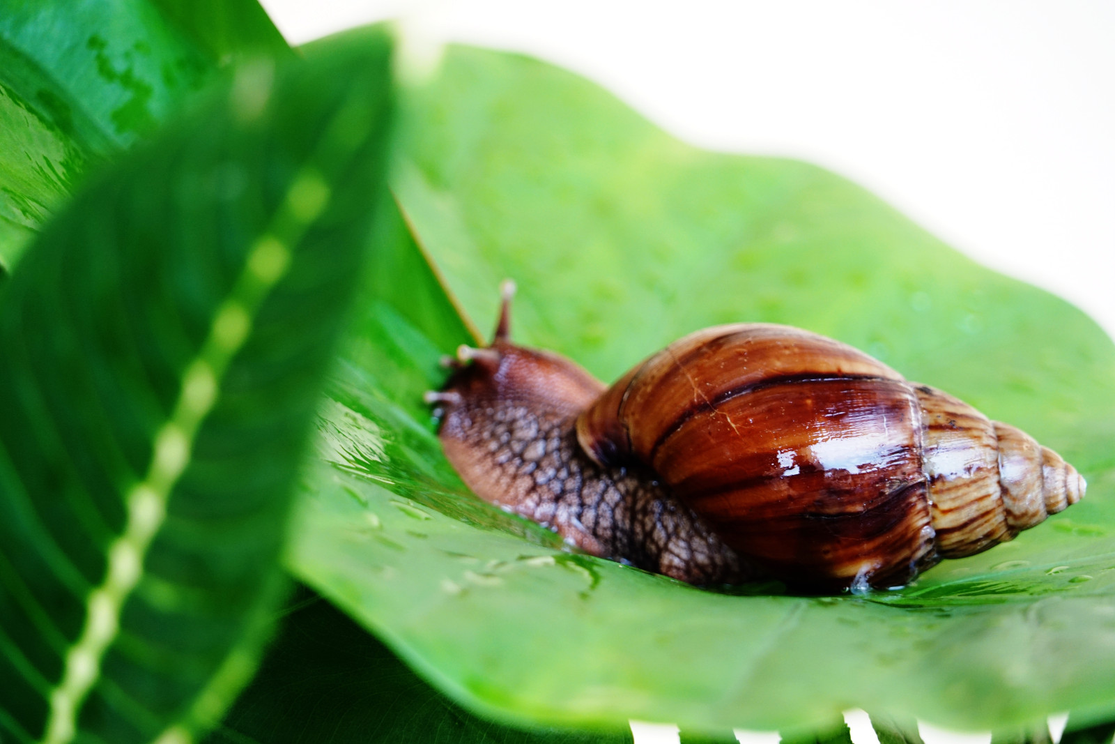 蜗牛卵孵化成蜗牛需要多少天？ —【发财农业网】
