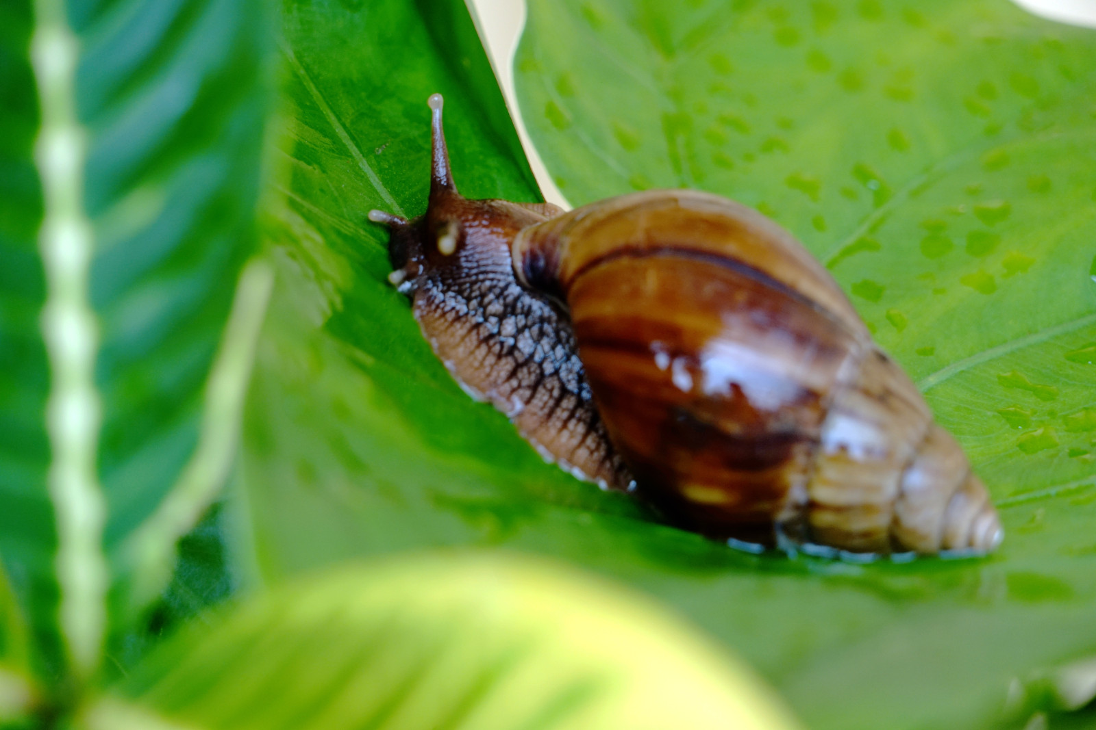 【微距作品—蜗牛摄影图片】生态摄影_太平洋电脑网摄影部落