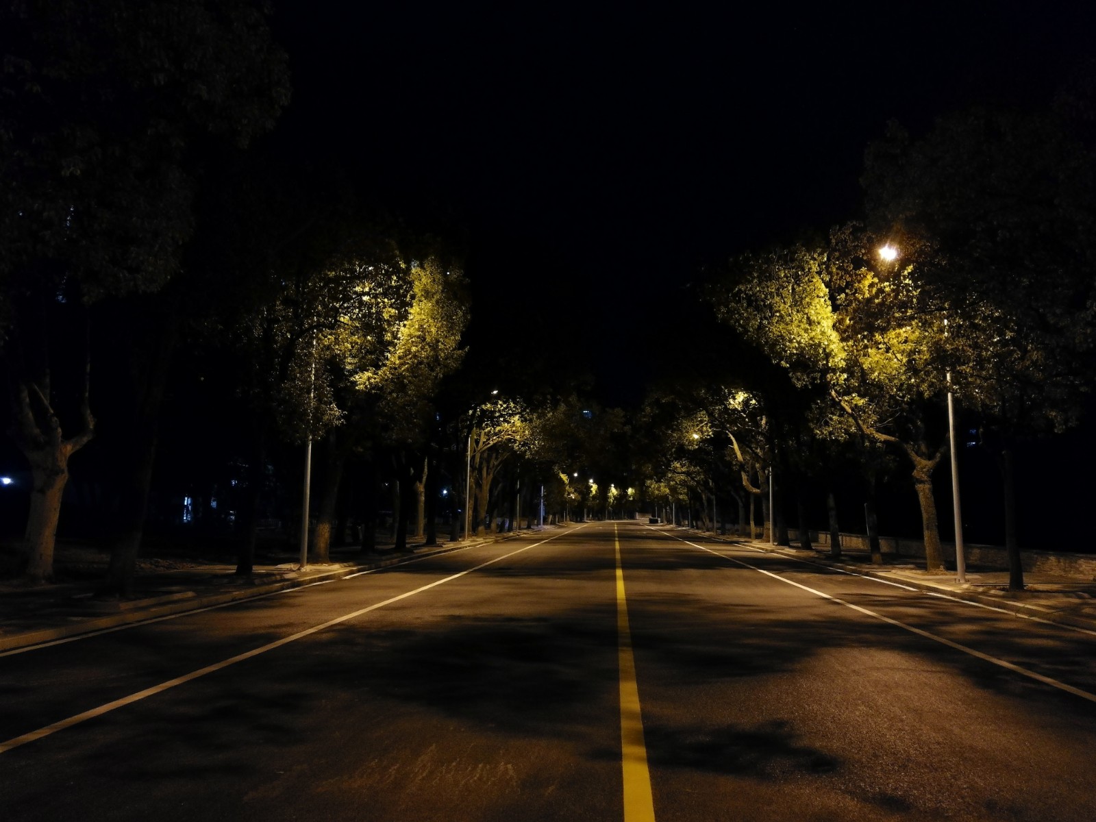夜晚路灯的光亮照耀到樟树上