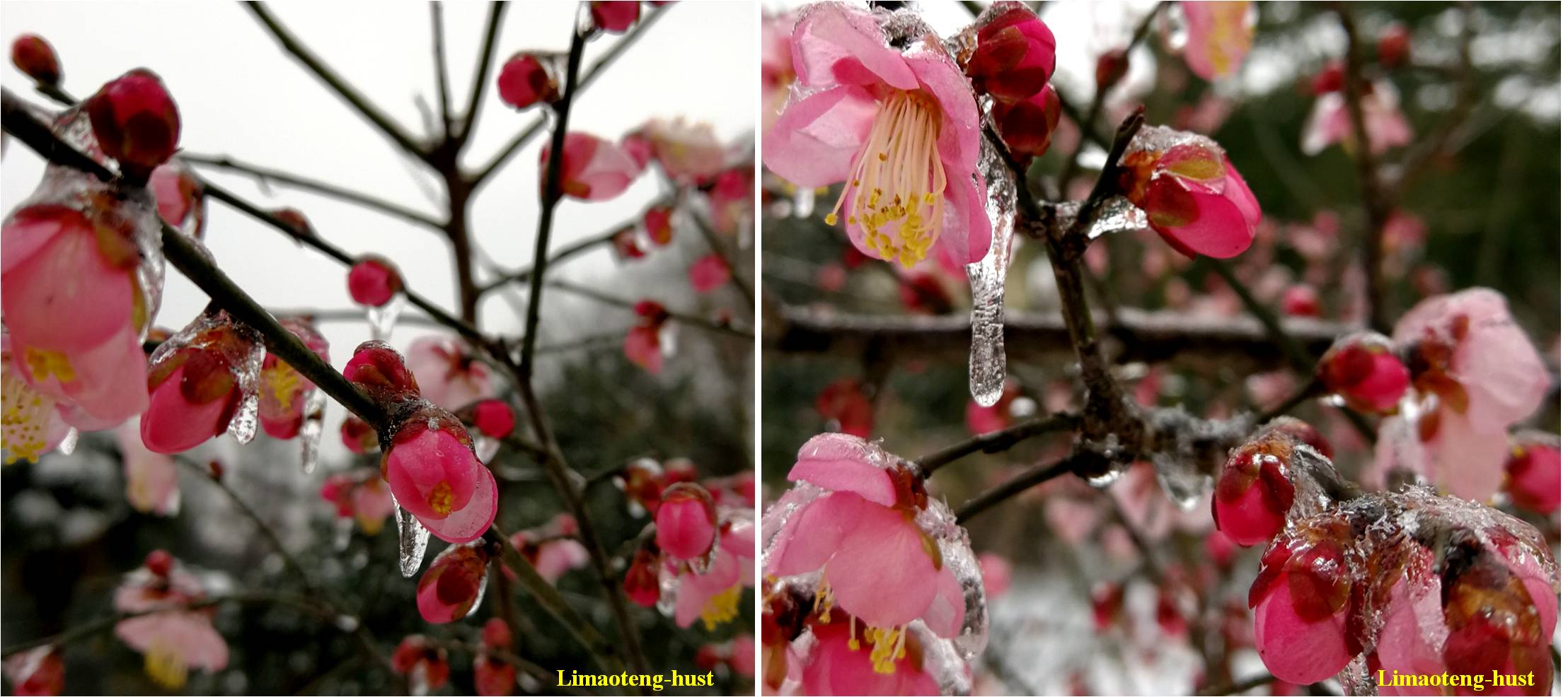 科学网寒冬里的金盏花和大吴风草！隆冬季节那