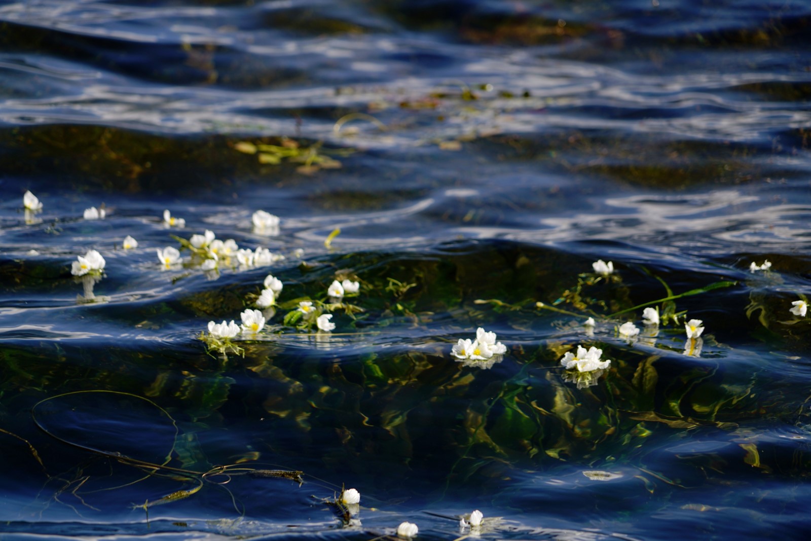 不同的天气有不同的景色，泸沽湖的水性杨花开了，就在这个季节|泸沽湖|景色|季节_新浪新闻