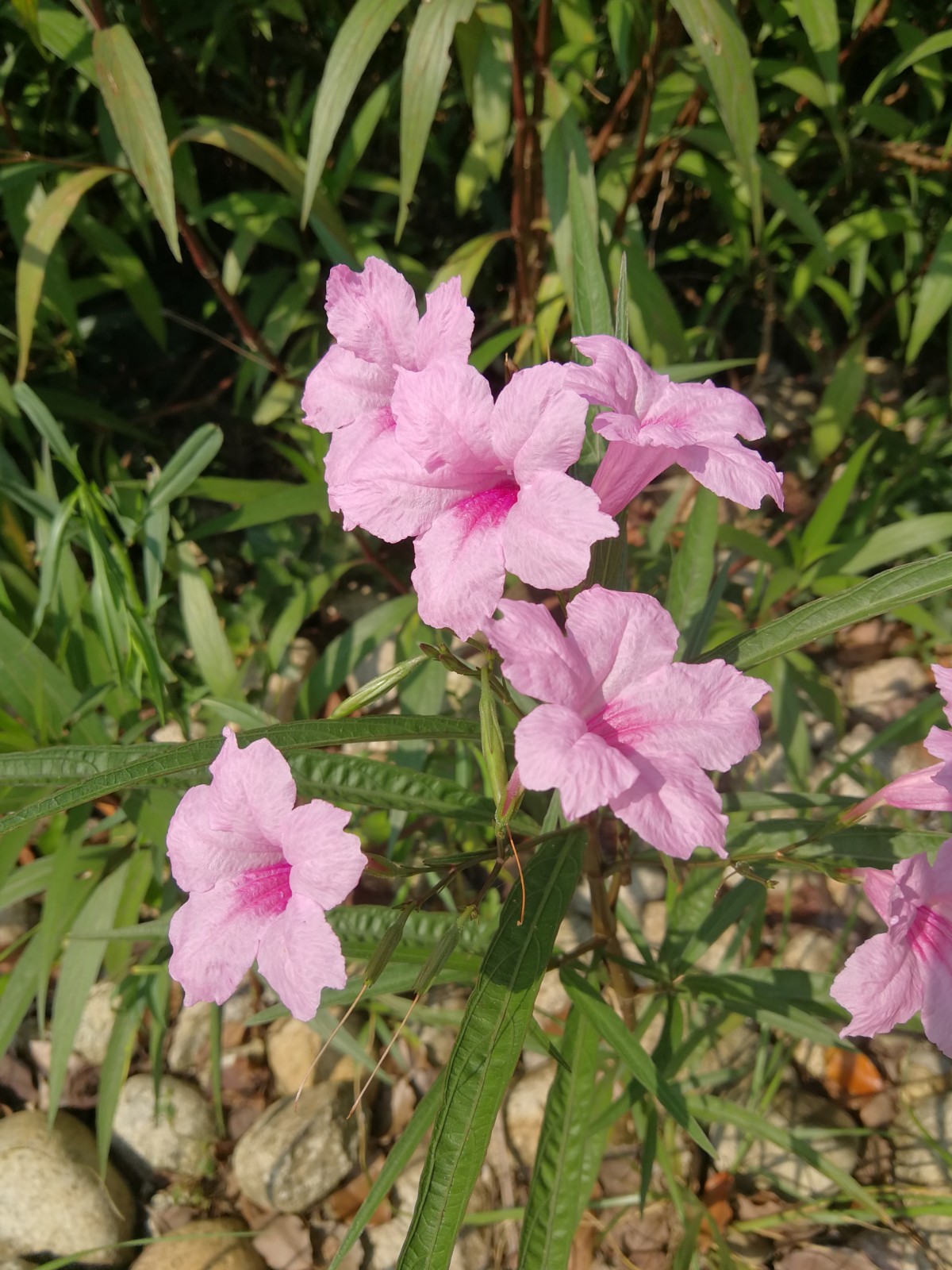 科学网第一次见到粉红花的狭叶翠芦莉！
