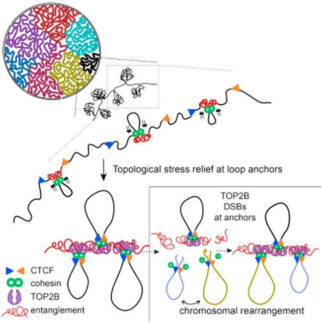 Organization-of-DNA-forming-topologically-associating-domain-TAD-within-two-CTCF.jpg
