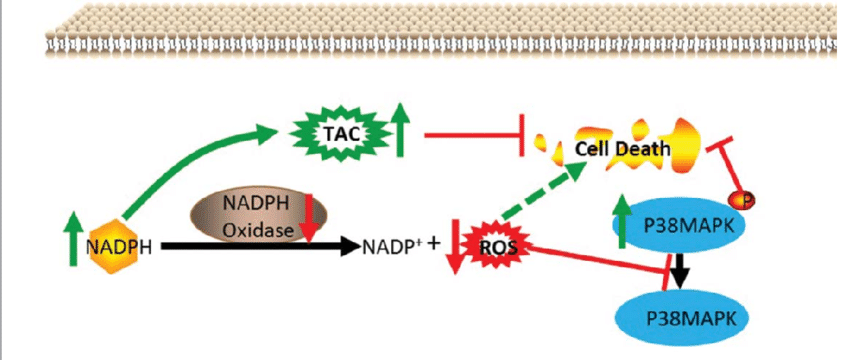 The-ROS-RAC2-and-P38-MAPK-feedback-loop-induces-resistance-of-G0-cells-to-ionizing.png