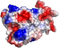a polymorphism against prions - lab animal.jpg