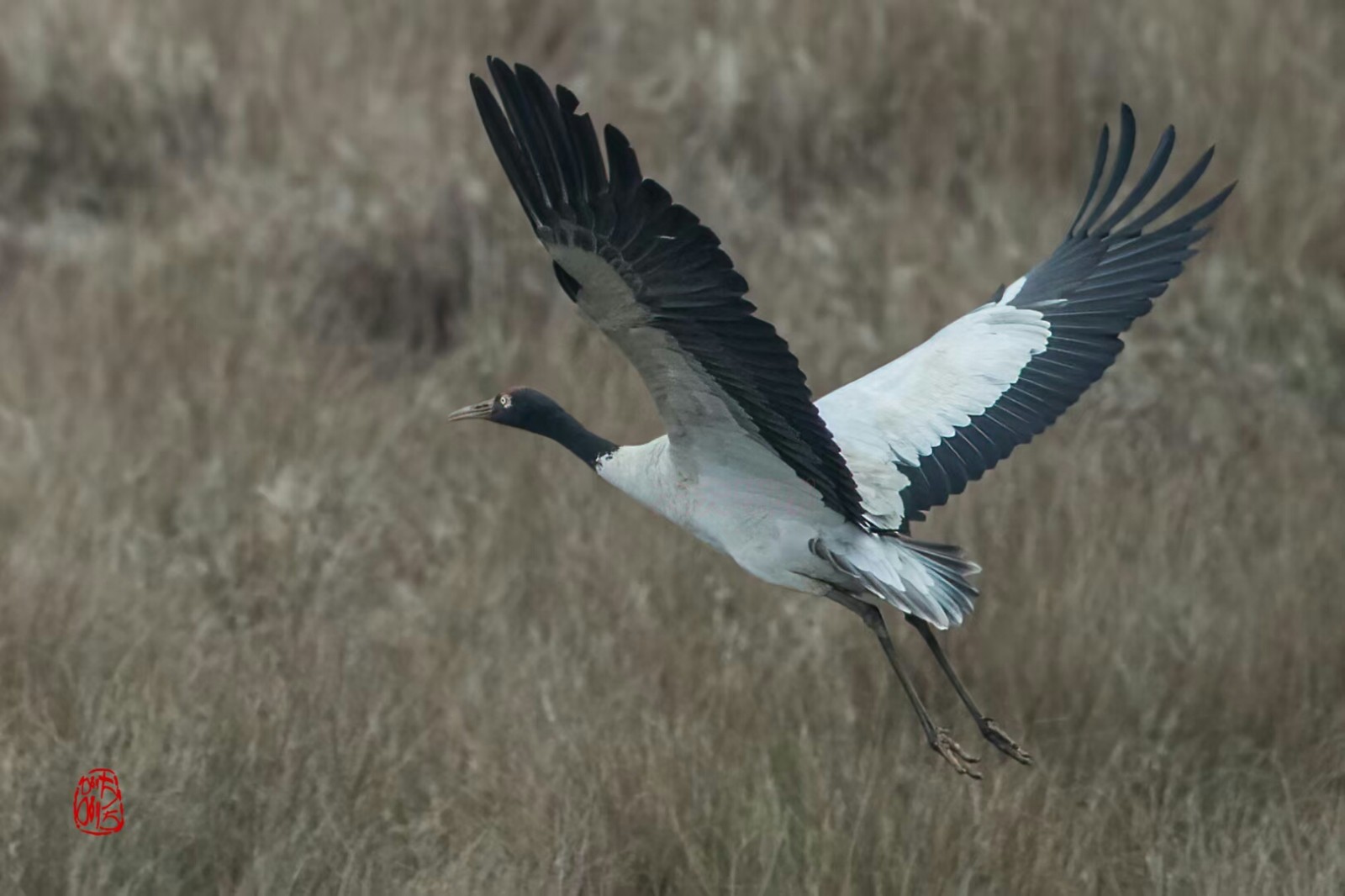 贵州威宁草海，一个鲜为人知的草甸湖泊，却是高原神鸟的天堂_黑颈鹤